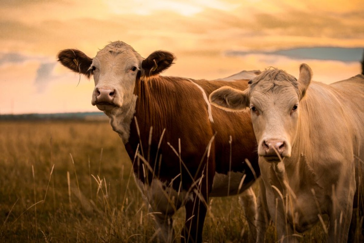 Afbeeldingen van Cows in sunset