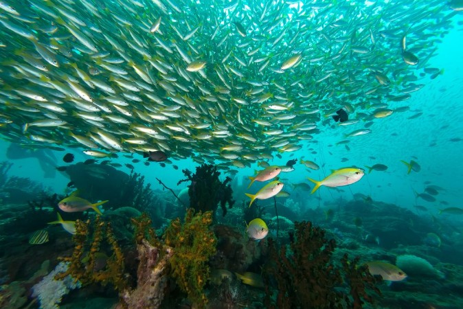 Picture of School of Yellow-stripe scad