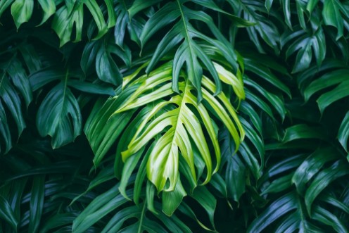 Bild på Tropical green leaves on dark background nature summer forest plant concept