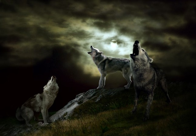 Afbeeldingen van The hosts of the night are wolves