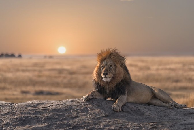 Image de A male lion is sitting on the top of the rock looking for his area He looks so gorgeous 