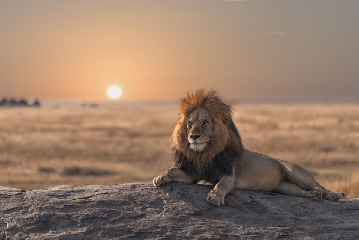 Picture of A male lion is sitting on the top of the rock looking for his area  He looks so gorgeous 