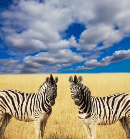 Picture of Zebra