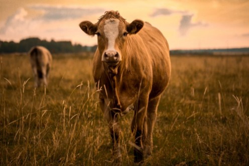 Afbeeldingen van Cow in sunset