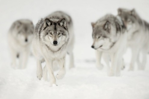 Afbeeldingen van Wolf Pack on the Hunt