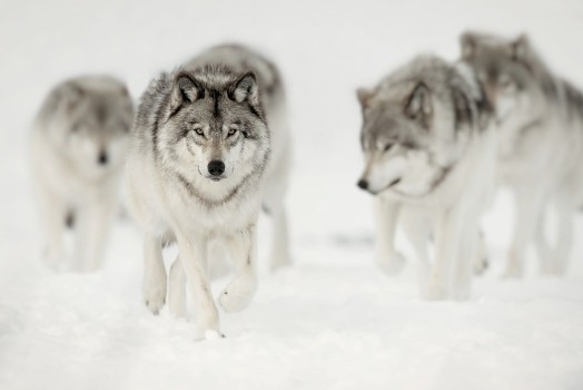 Picture of Wolf Pack on the Hunt