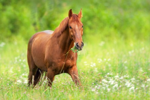 Afbeeldingen van Red horse walk and grazing on green summer pasture