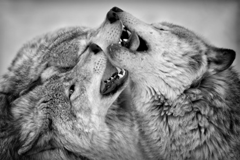 Afbeeldingen van Timber Wolf Clash