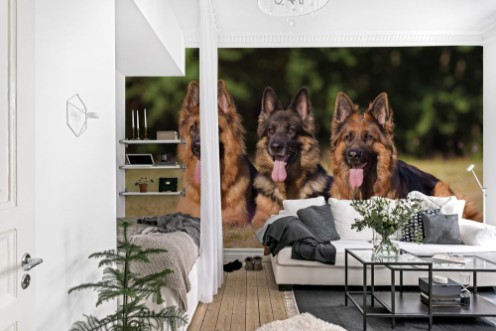 Afbeeldingen van Deutsche Schferhunde