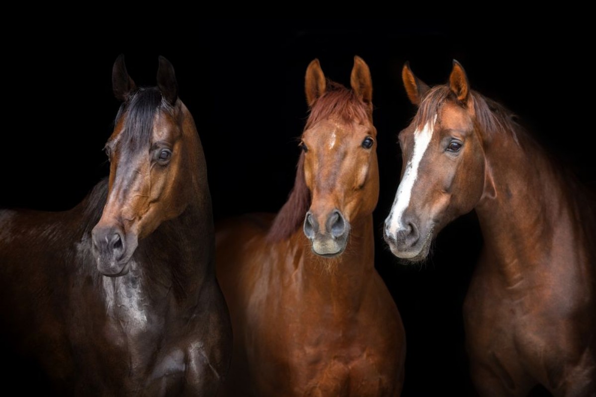 Bild på Horses portrait isolated on black background