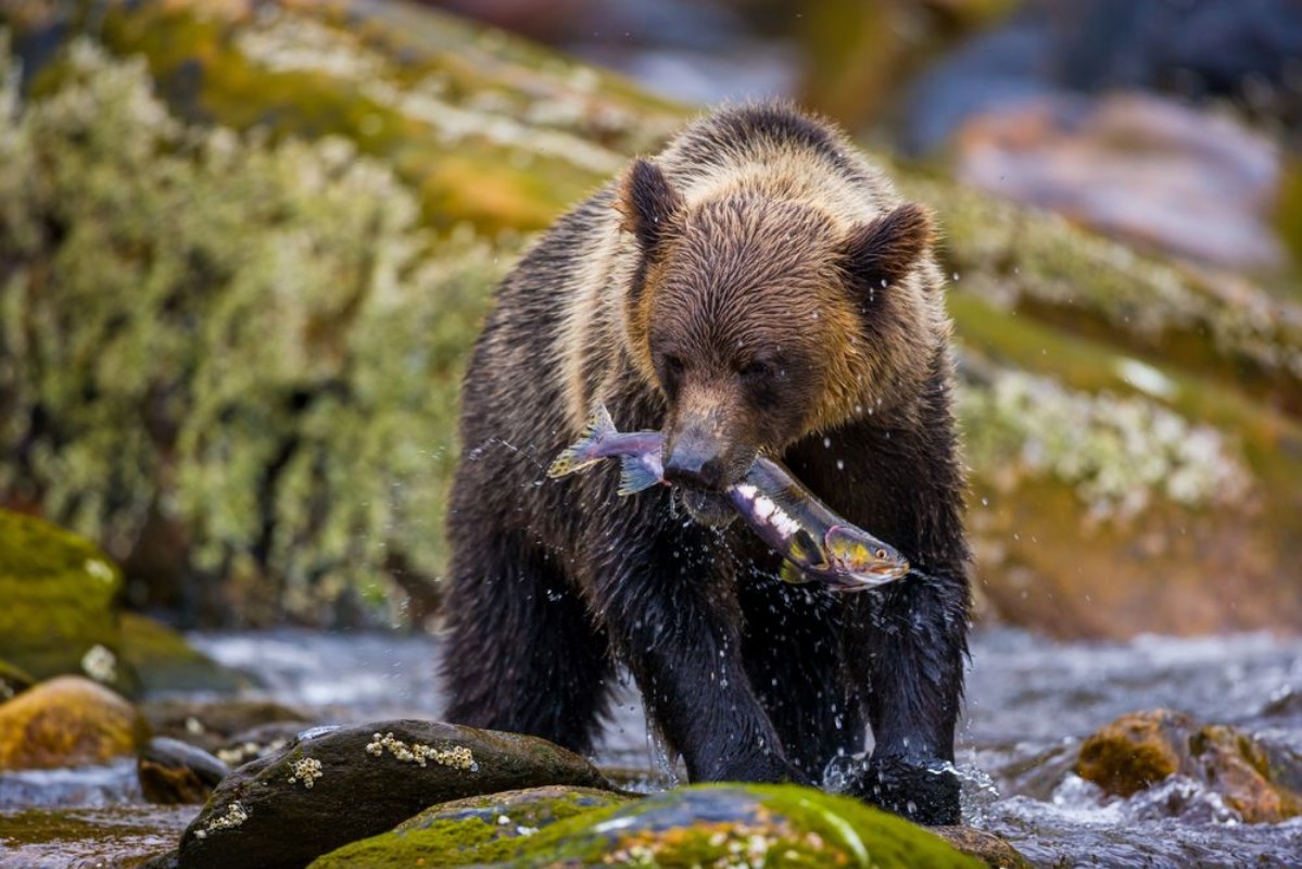 Picture of Orso grizzly della costa che pesca salmoni in Canada o Alaska