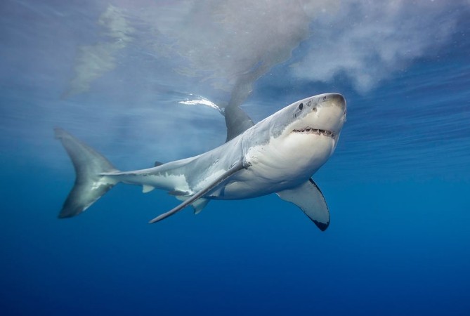 Bild på Great white shark at the surface Guadalupe Island Mexico