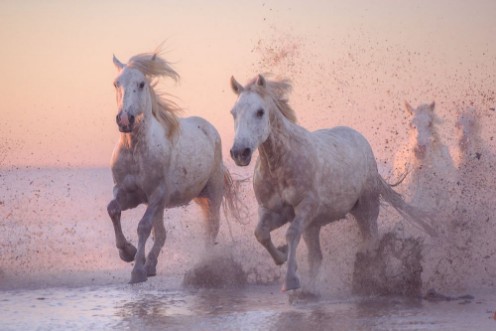 Afbeeldingen van Camargue horses