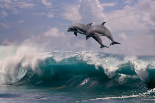 Picture of Dolphin Surfers