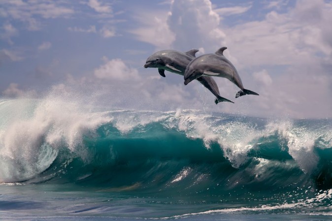 Bild på Two dolphins jumping from sea water over ocean wave