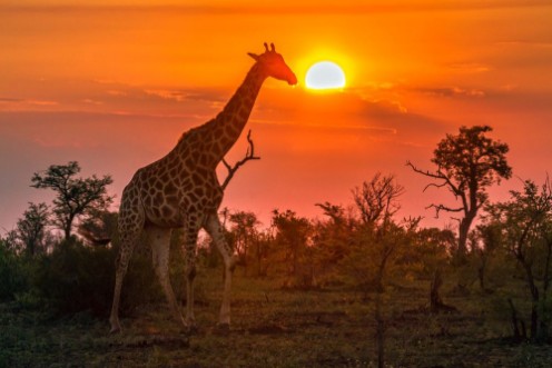 Afbeeldingen van Giraffe in Kruger National park South Africa