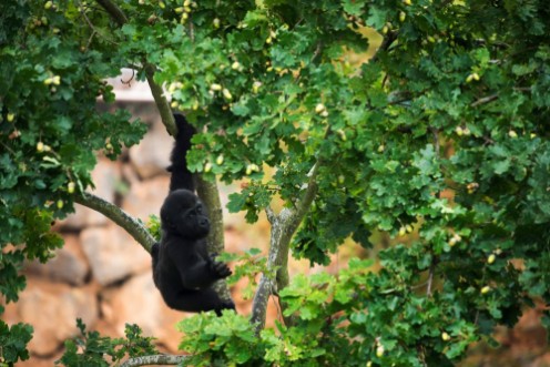 Afbeeldingen van Young gorilla hanging from the branch of a tree