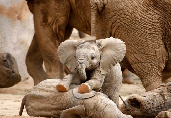 Picture of Baby Elephants Playing
