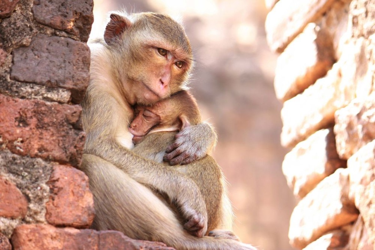 Picture of Mother Monkey Hug Baby