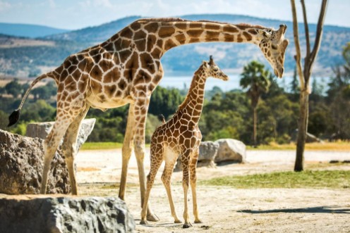 Afbeeldingen van Giraffe family on a walk