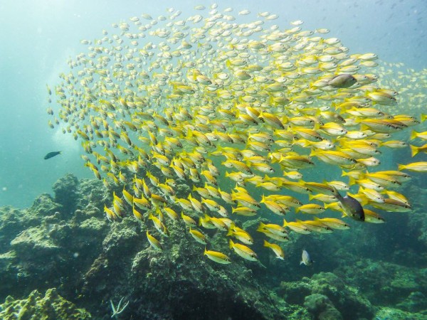 Afbeeldingen van Tauchen in tropischem Gewsser mit gelbem Fischschwarm