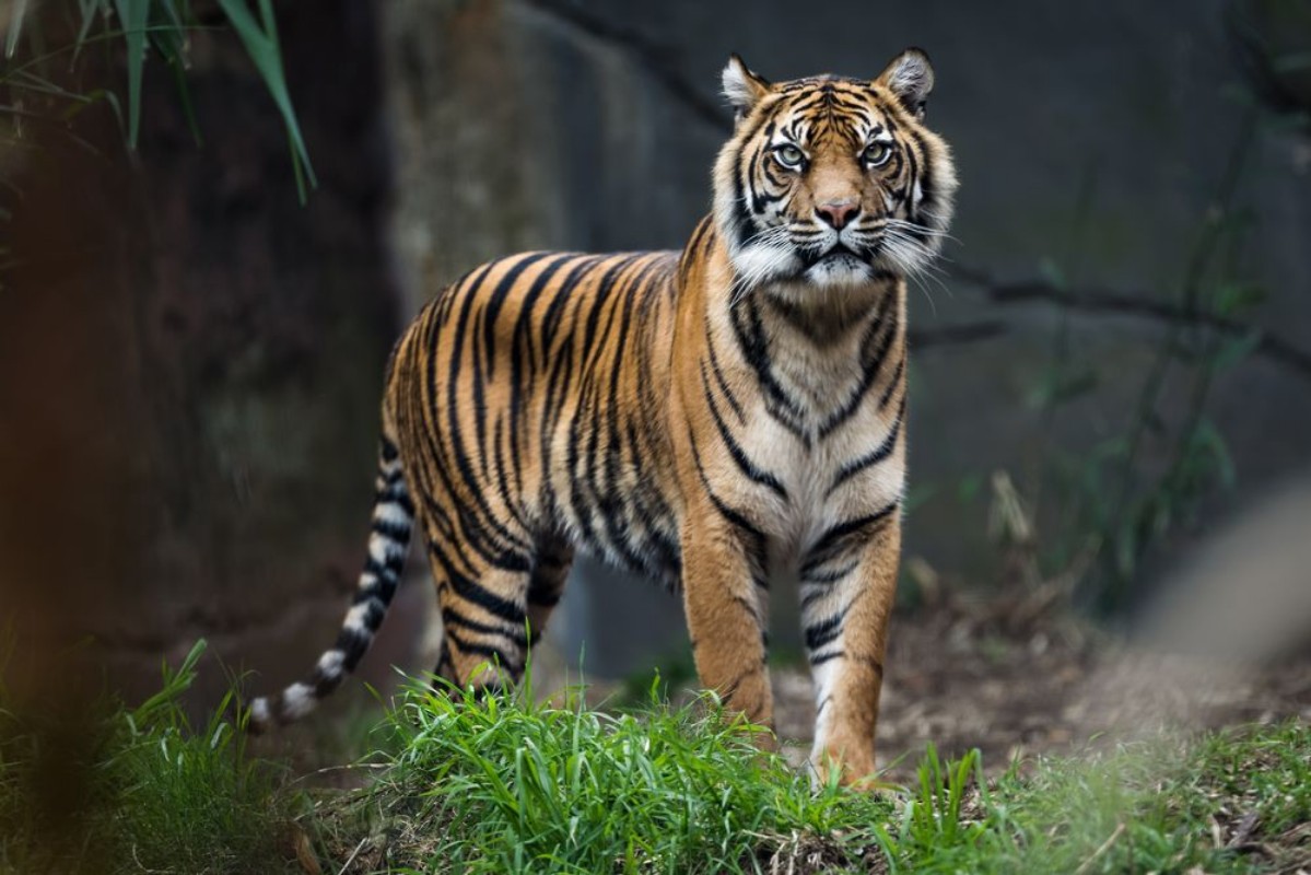 Afbeeldingen van Sumatra tiger