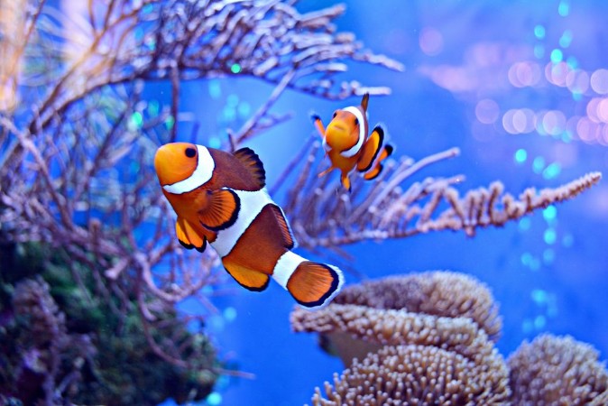 Afbeeldingen van Clownfish Amphiprioninae in aquarium tank with reef as background