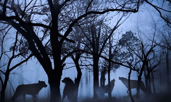 Afbeeldingen van Pack of wolves in the woods immersed in the morning fog