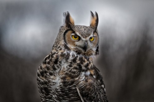 Afbeeldingen van Grey Horned Owl