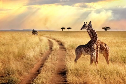 Bild på Group of giraffes in the Serengeti National Park on a sunset background with rays of sunlight African safari