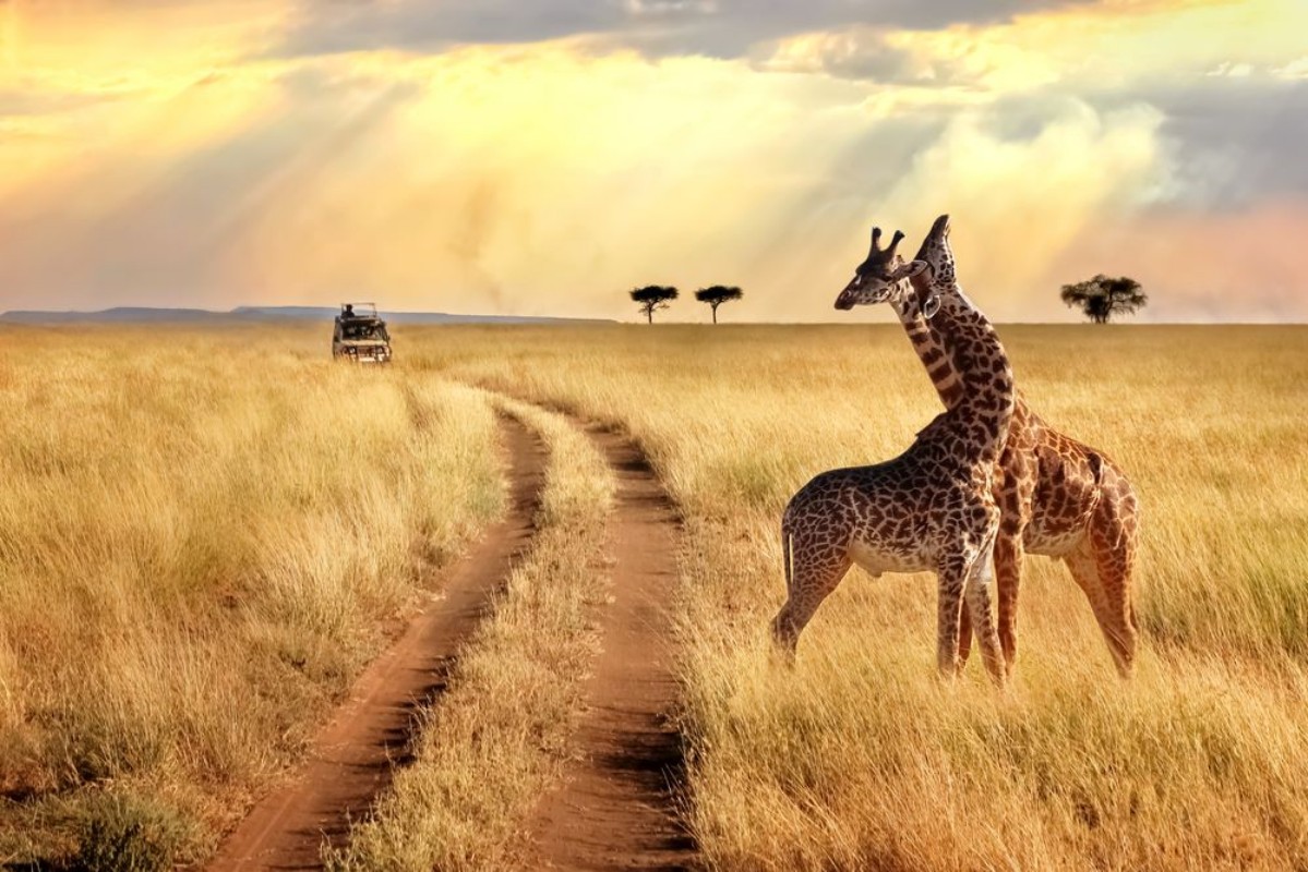 Image de Group of giraffes in the Serengeti National Park on a sunset background with rays of sunlight African safari