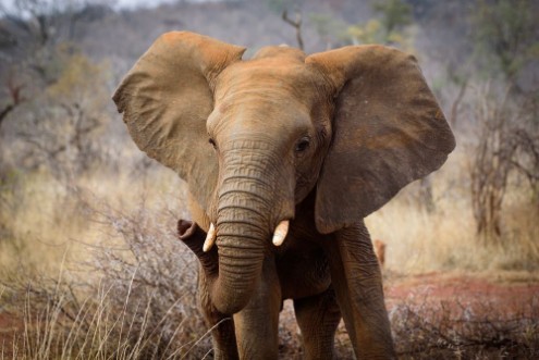Bild på Baby Elephant of Madikwe