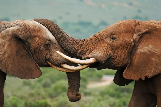 Afbeeldingen van African Elephant Loxodonta africana South Africa