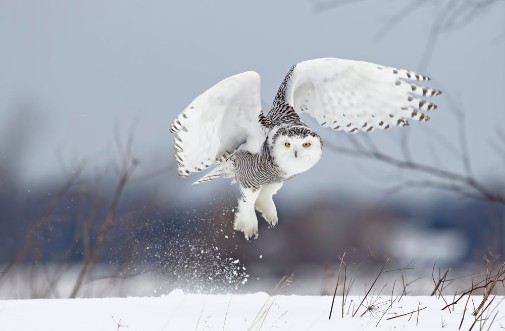 Afbeeldingen van Snowy owl Bubo scandiacus lifts off to hunt over a snow covered field in Canada