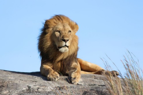 Afbeeldingen van Male lion on the rocks in Serengeti National park Tanzania