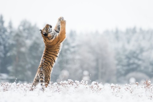 Afbeeldingen van Young Siberian tiger playing with snow