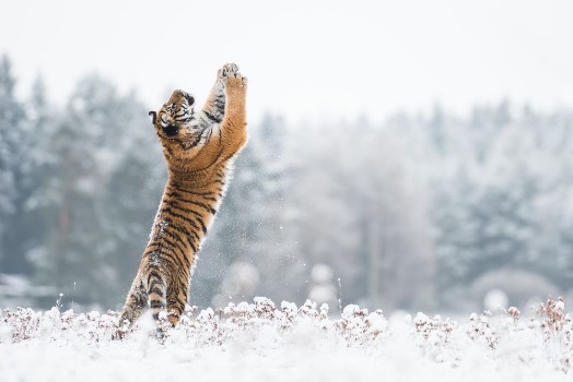 Bild på Young Siberian tiger playing with snow