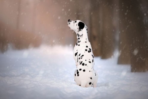 Bild på Dog on winter background