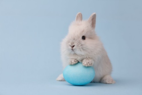Bild på Easter bunny rabbit with blue painted egg on blue background Easter holiday concept