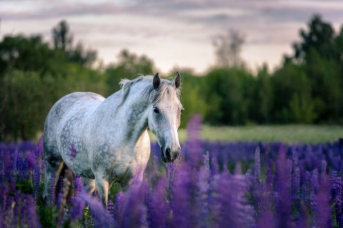 Bild på Portrait of a grey horse among lupine flowers