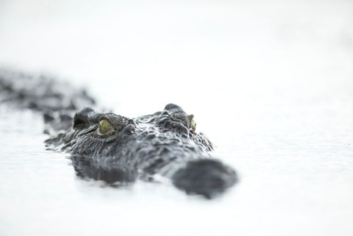 Afbeeldingen van Crocodile close up