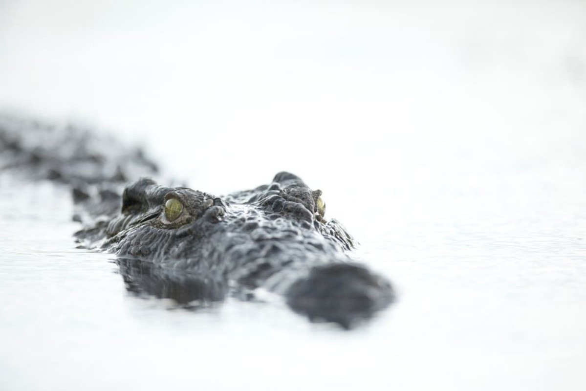 Afbeeldingen van Krokodil close-up