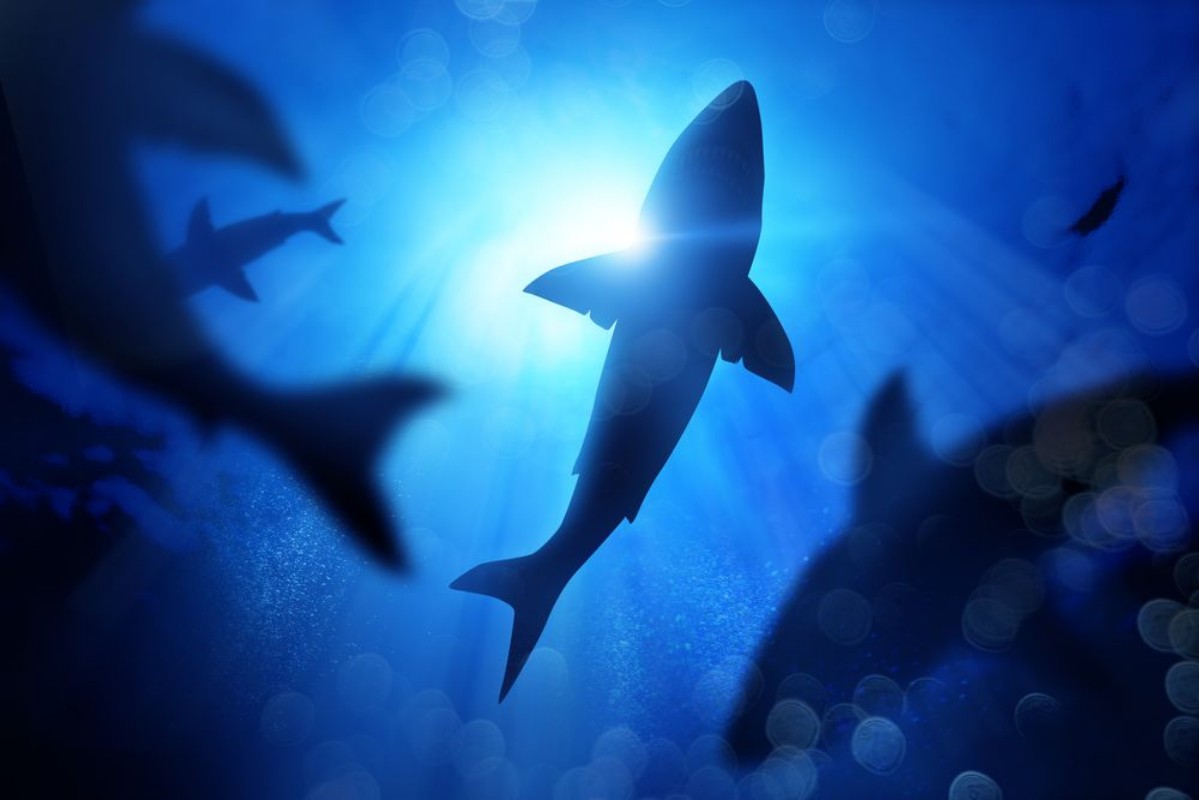 Afbeeldingen van A school of sharks in the deep blue sea Mixed media illustration