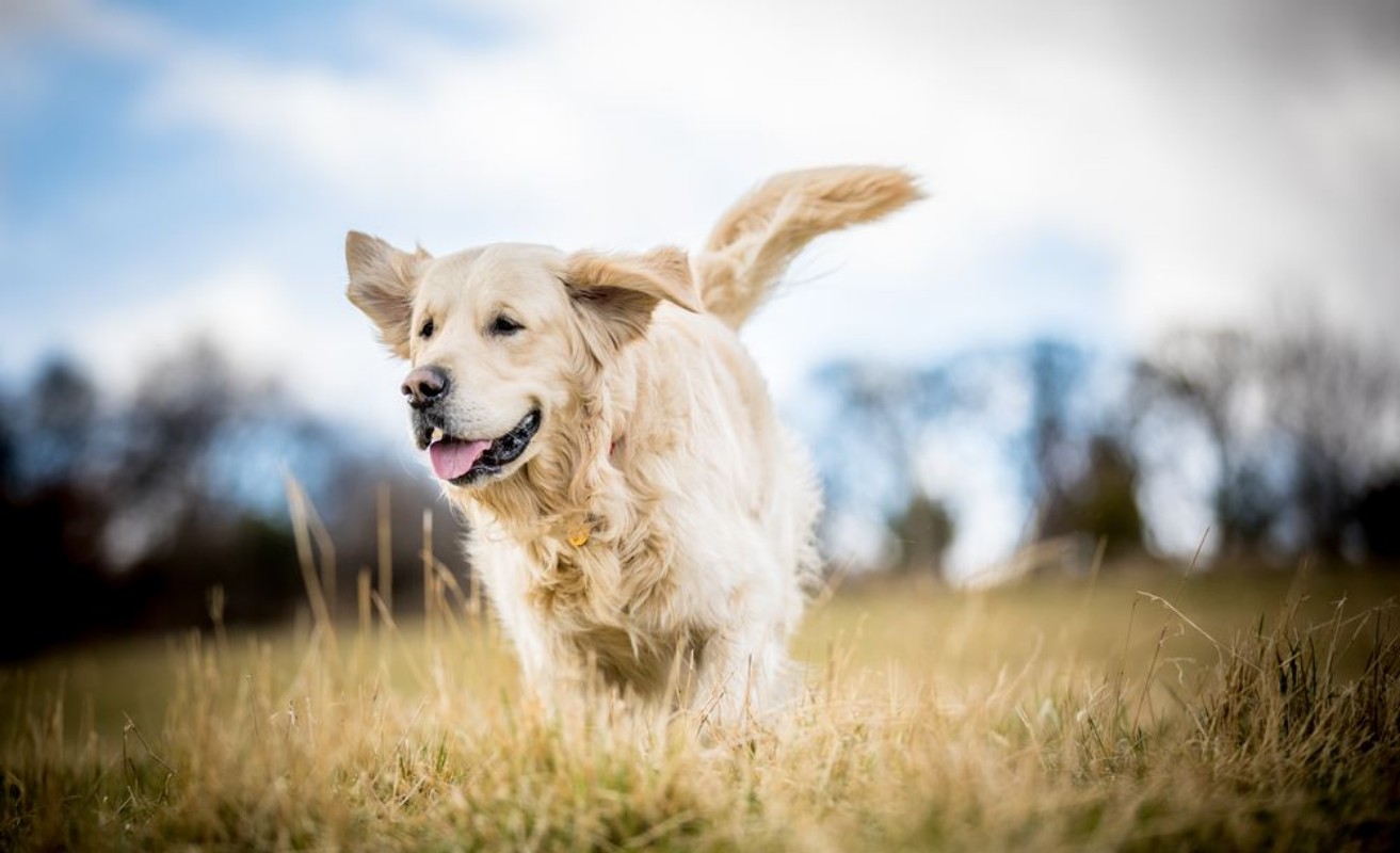 Picture of Golden Retriever in the long grass