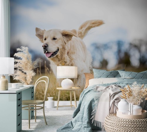 Picture of Golden Retriever in the long grass