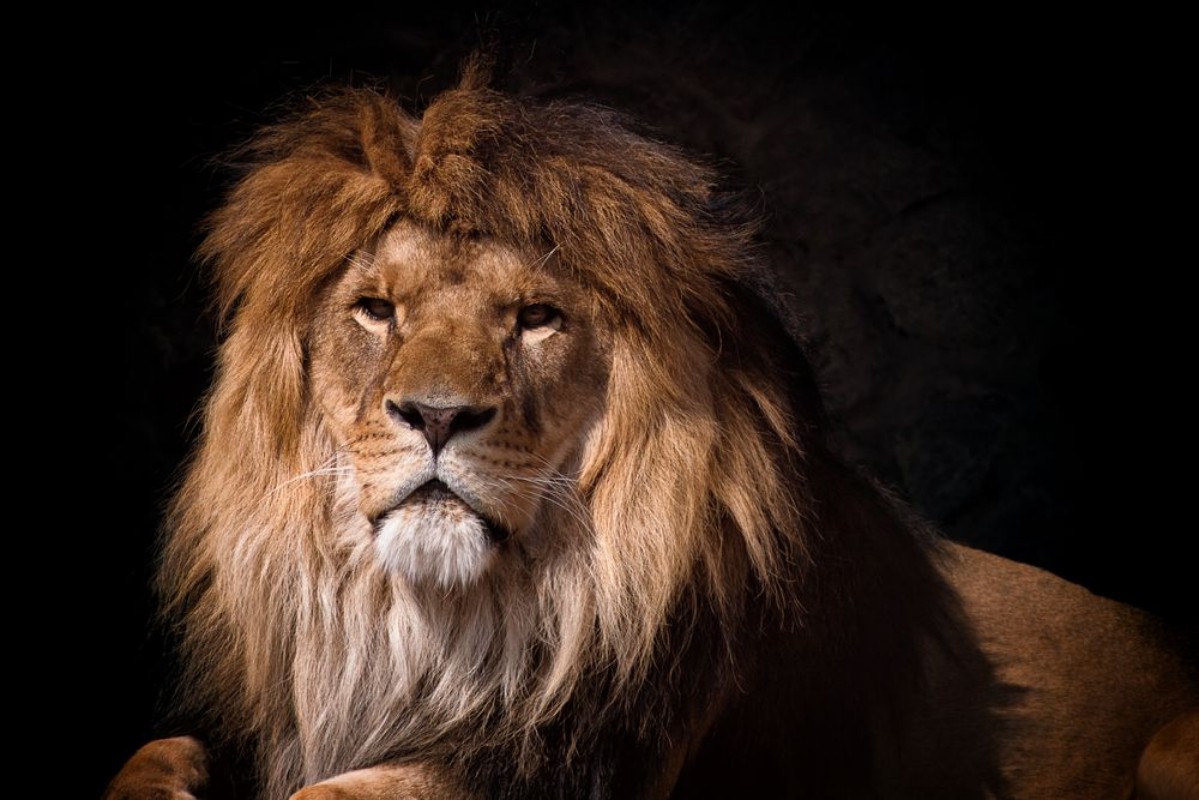 Bild på Portrait of a lion looking