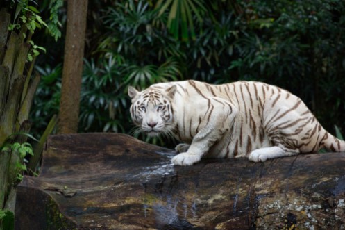 Picture of Tiger in a jungle White Bengal tiger on tree trunk with forest on background
