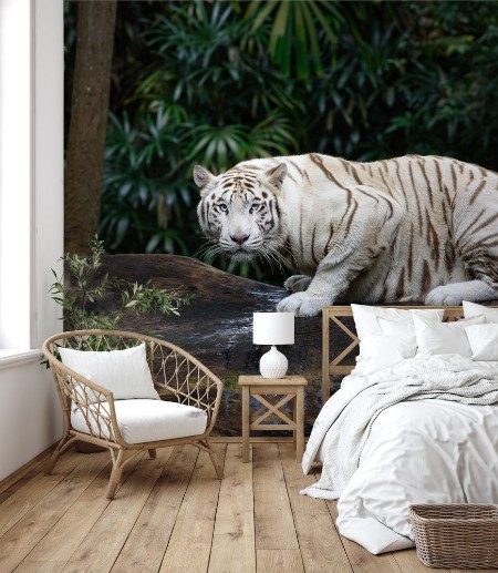 Image de Tiger in a jungle White Bengal tiger on tree trunk with forest on background