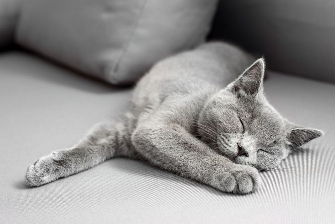 Afbeeldingen van British Shorthair gray cat lying on grey background with copy-space
