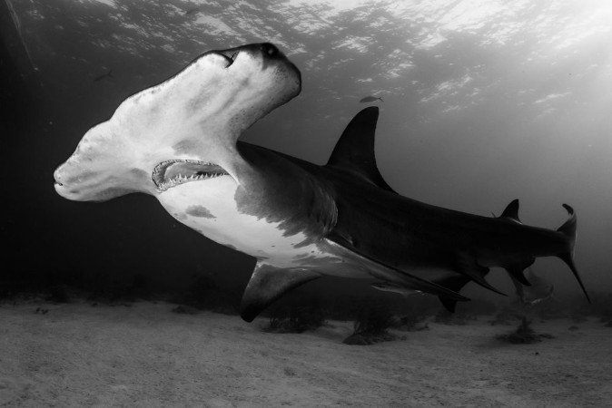 Afbeeldingen van Great Hammerhead shark Bahamas